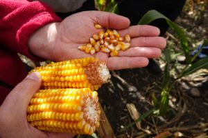 Вологість зерна кукурудзи на Черкащині сягає 25%