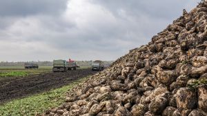 Цукрові буряки