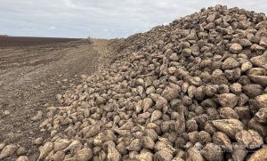 На Полтавщині завершили збирання цукрових буряків з середнньою урожайністю 45 т/га