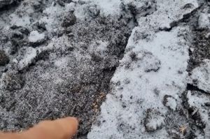 Сівба озимої пшениці в грудні