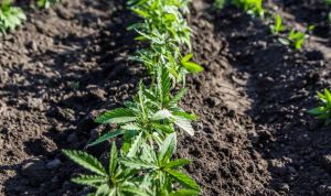 Сходи конопель