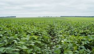 Регламент EUDR щодо розліснення відтерміновано ще на рік — рішення Європарламенту