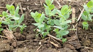 Горох зимуючий у ТОВ «Лиман»