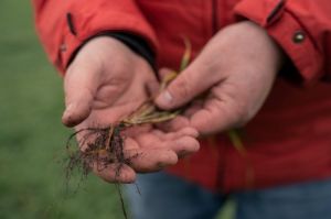 Рослина озимої пшениці