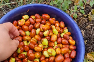 Плоди зизифуса