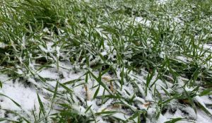 Чи можна в зимовий період підживлювати озимі культури розповів науковець