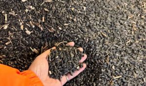 Ціни на соняшник у понеділок обвалилися на 900-1300 грн/т за добу