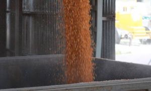 Наразі немає такого попиту на зерно, який міг би вплинути на зростання цін — експерт