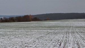 Посіви озимих під снігом