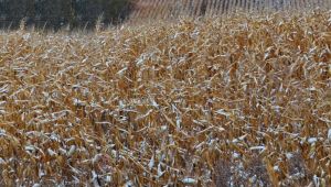 Посіви кукурудзи під снігом