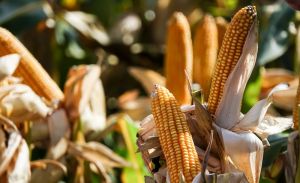 Україна займає перше місце серед країн ЄС за обсягом виробництва кукурудзи та соняшнику