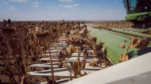 Урожайність більшості культур перевищила минулорічну на Вінниччині