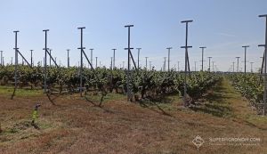 Сад фундуку 100 га з сортом Тонда ді Джиффоні заклали на Одещині