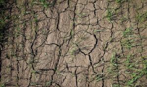 Миколаївські аграрії не отримали компенсацій за втрачений врожай