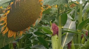 Які характеристики аграрії вважають головними при виборі гібридів кукурудзи та соняшнику розповіли селекціонери