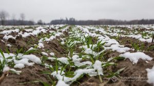 Вчені встановили механізм, що змінює ріст рослин в умовах холодового стресу