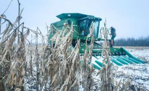 В Україні продовжують збирати врожай у січні: кукурудза зібрана на 83% площ