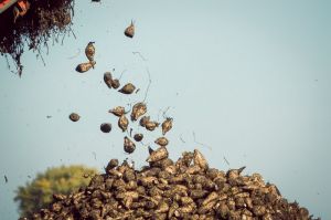 Цукровий буряк