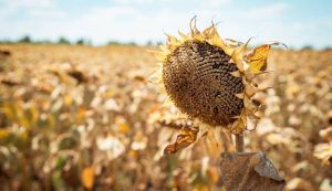 Аграрії Кіровоградщини у 2025-му зібрали найбільший в Україні врожай соняшнику, хоча урожайність нижча минулорічної 