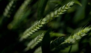 Вчені знайшли спосіб активізувати азотфіксуючі бактерії для пшениці, що знизить норми внесення азотних добрив під культуру 