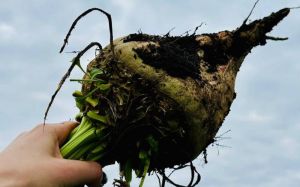 Цукровий убряк