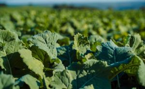 Посіви ріпапку