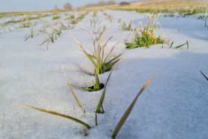 Озима пшениця (фото ілюстративне)