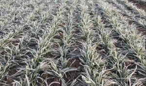 Посіви озимої пшениці