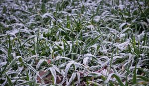 Рейтинг озимих за морозостійкістю озвучив фахівець