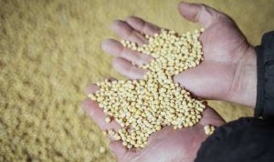 У 2025/26 МР виробники сої втратили інтерес за рахунок низької ціни в попередньому сезоні — думка