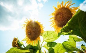 Посіви соняшника