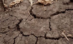 Посухи в Європі посилюватимуться навіть зі збільшенням кількості опадів — прогноз