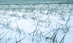 Озима пшениця під снігом