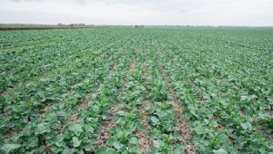 Яку форму азоту слід обрати для ранньовесняного удобрення ріпаку та чи доцільно вносити карбамід, розповіли аграріям