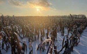 Аграрії продовжували збирати кукурудзу під снігом: за тиждень обмолочено 26 тис. га