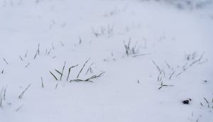 Озима пшениця під снігом