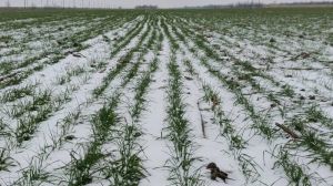 Озимі на Миколаївщині перебувають у стані зимового спокою, снігу мало, але морози поки що не критичні