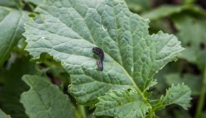 Інокуляція ризобактеріями знижує шкоду для рослин від шкідників