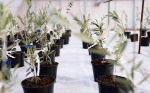 На Херсонщині спробують вирощувати оливки