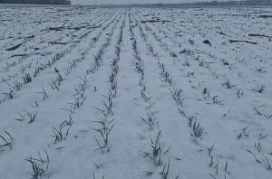 Озима пшениця