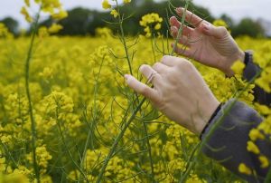 Озимий ріпак