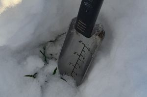 Сніговий покрив