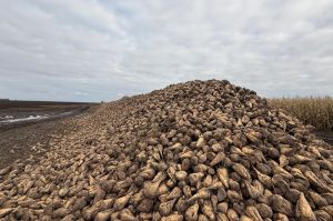 Цукровий буряк