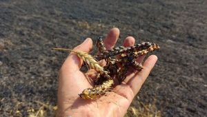 Аграріям на прифронтових територіях буде надано компенсацію за втрачені посіви до 4700 грн/га