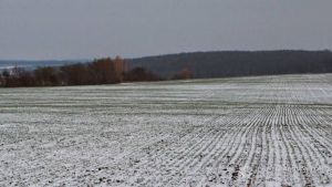 Посіви під снігом