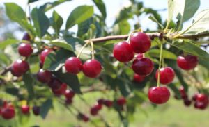 Для промислових садів великий урожай може стати не перевагою, а ризиком