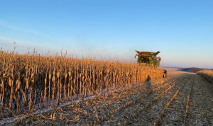 Урожайність кукурудзи в АГРОТРЕЙД у 2025 році сягнула 9,83 т/га — перевиконання плану на 117%