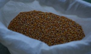 Зерно кукурудзи