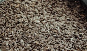 Ціна на соняшник в Україні наразі поступово знижується