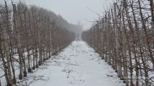 Чи загрожують морози та обледеніння гілок садовим культурам, розповів Сергій Авраменко